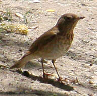 Image of Swainson's Thrush