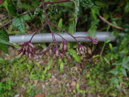 Eupatorium amabile Kitam. resmi