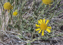 Image of western blanketflower