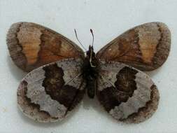 Erebia fasciata Butler 1868 resmi