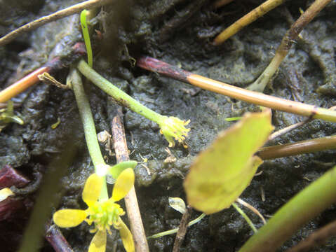 Image of Ranunculus amphitrichus Colenso