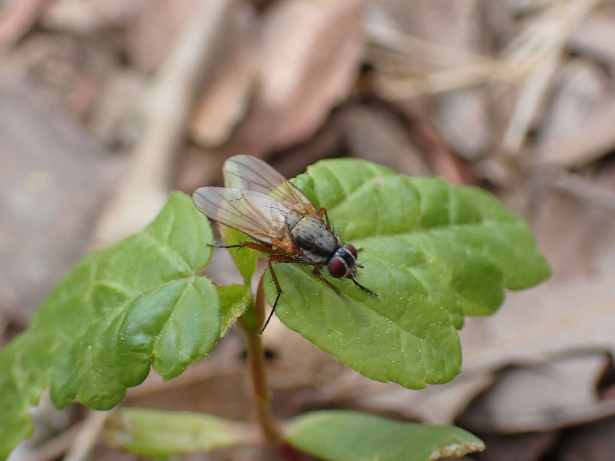 Слика од Eutrichota lipsia (Walker 1849)