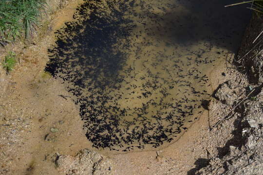 Image of Natterjack toad