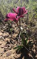 Image of Sparaxis grandiflora subsp. grandiflora