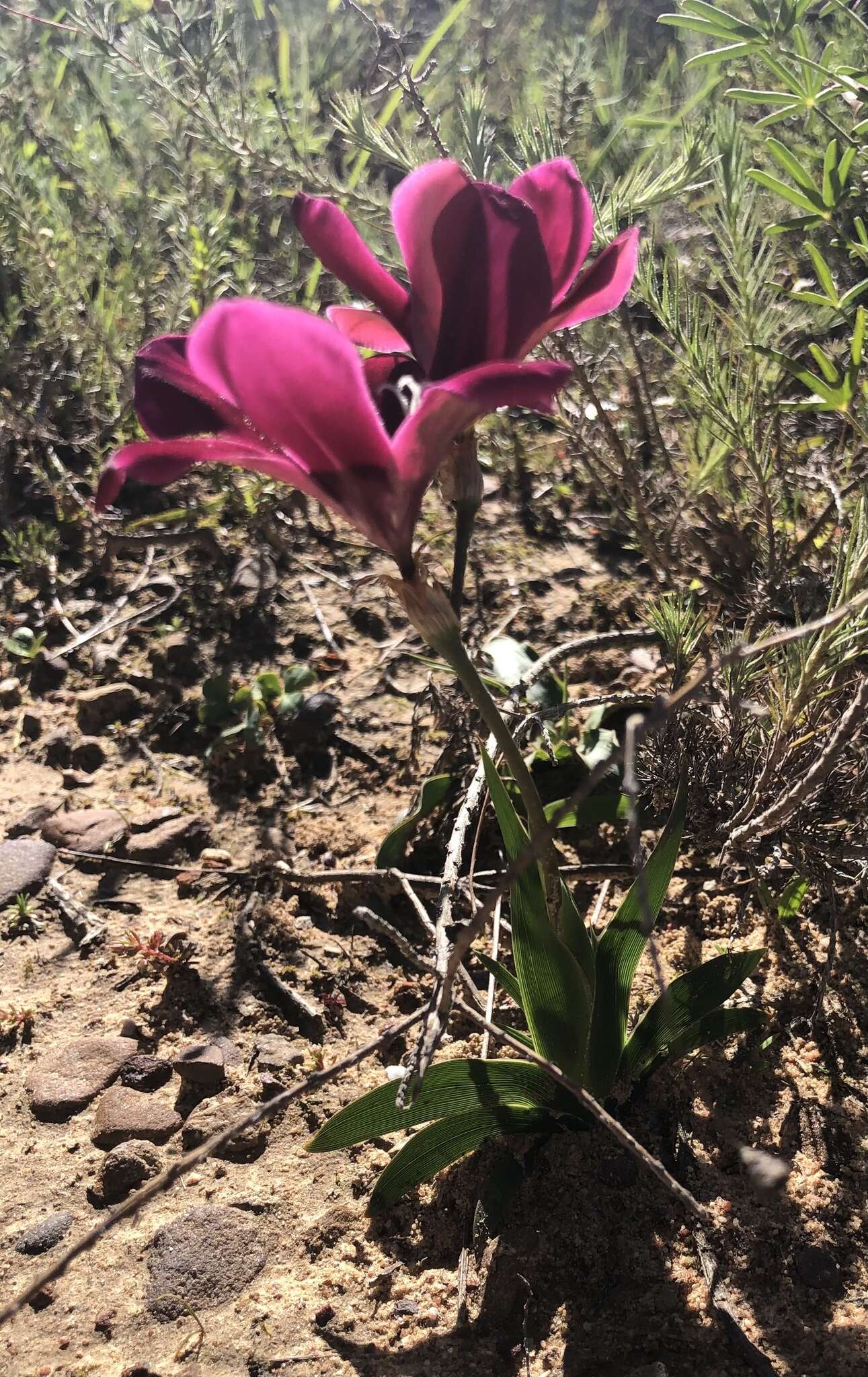 Image of Sparaxis grandiflora subsp. grandiflora