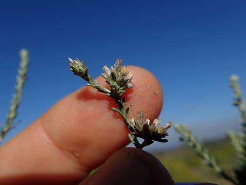 Image of Helichrysum asperum (Thunb.) Hilliard & Burtt