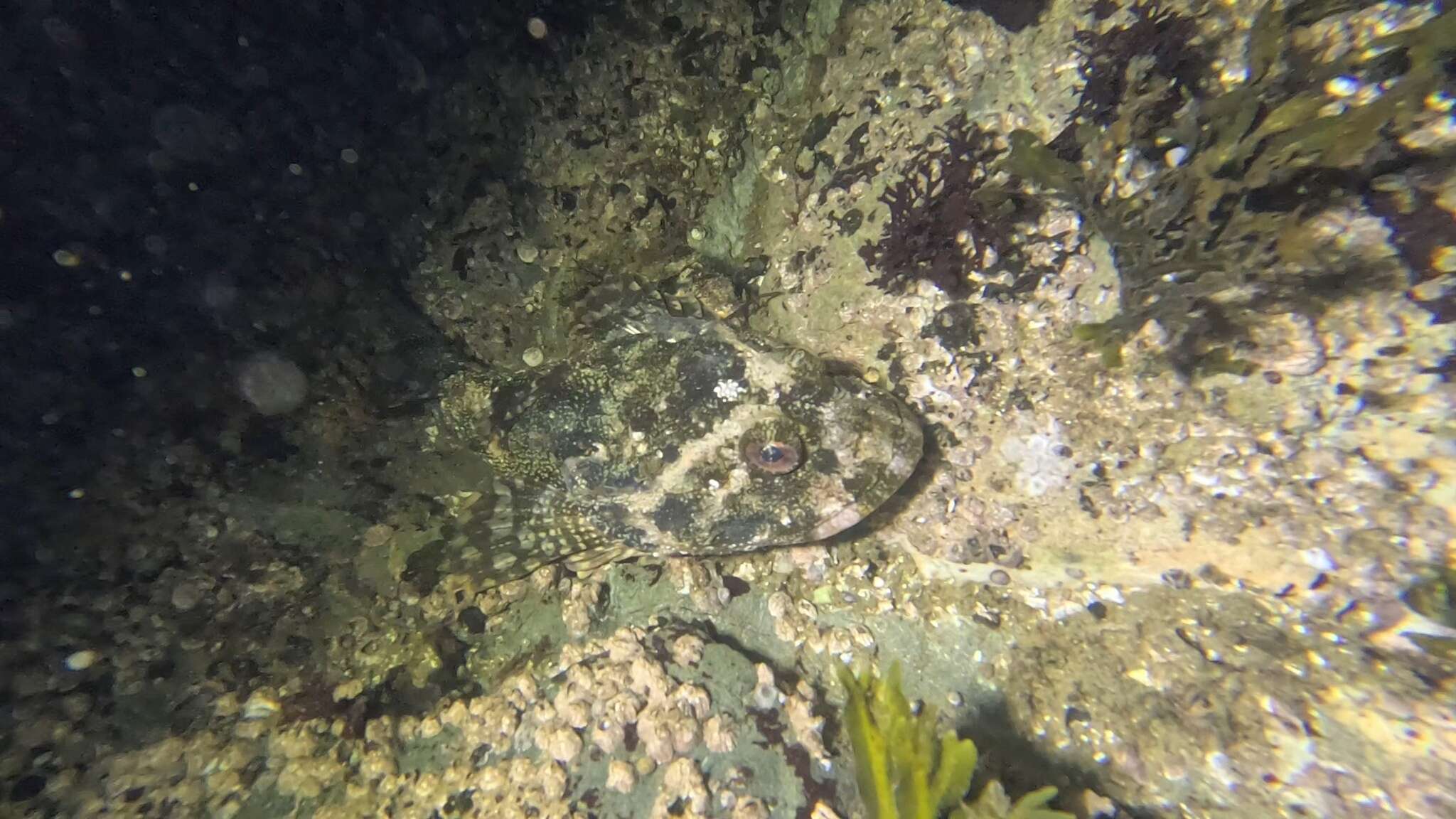 Image of Great sculpin