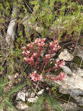 Image of Wright's stonecrop