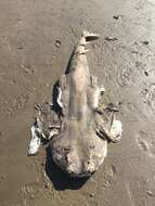 Image of Pacific Angel Shark