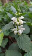 Image of Lamium flexuosum Ten.