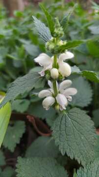 Слика од Lamium flexuosum Ten.