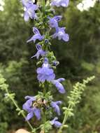 Image of <i>Salvia <i>azurea</i></i> subsp. azurea