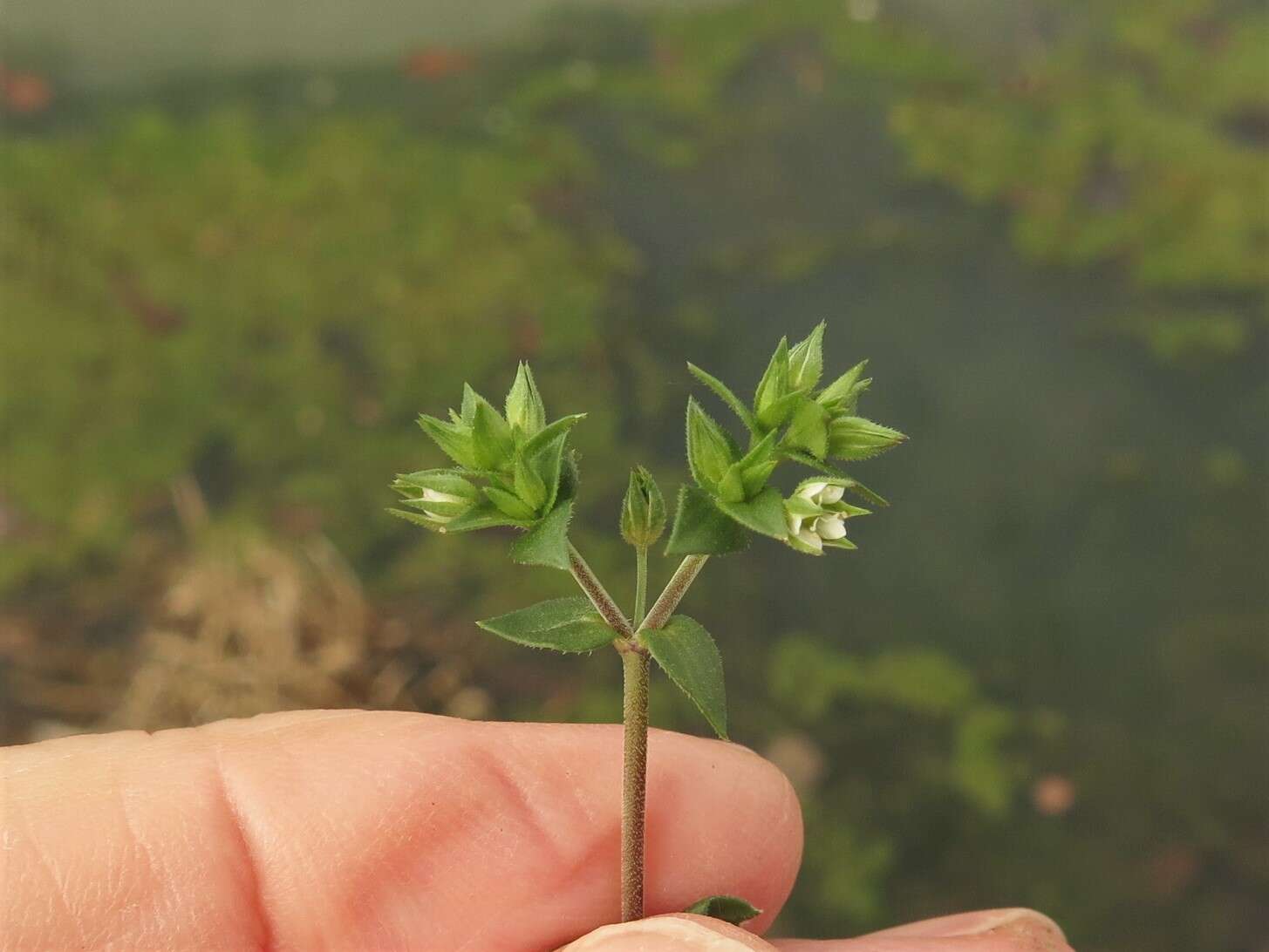 Image de Arenaria serpyllifolia subsp. serpyllifolia