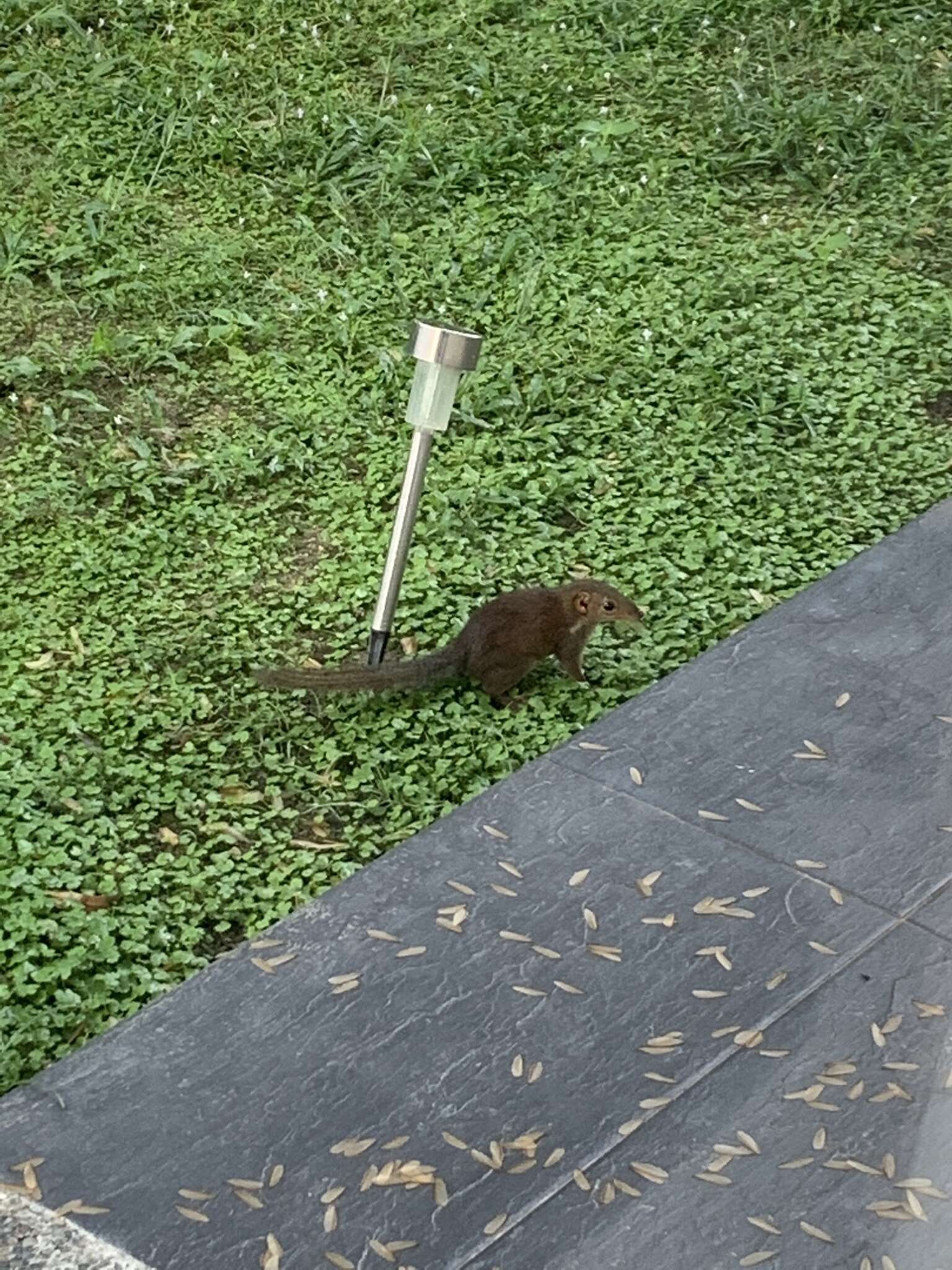 Image of Common Tree Shrew