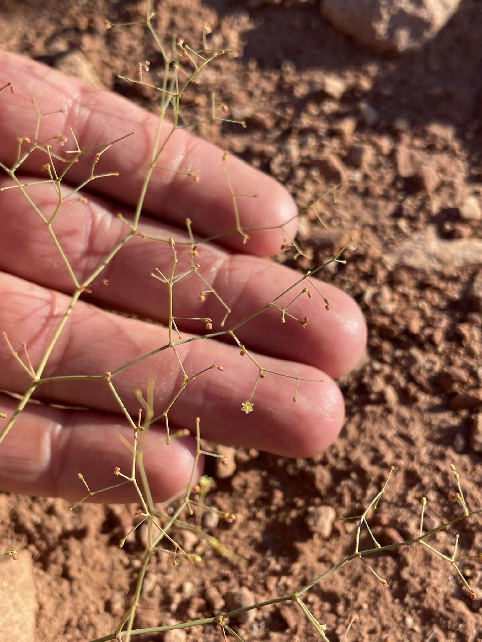 Image of Wetherill's buckwheat