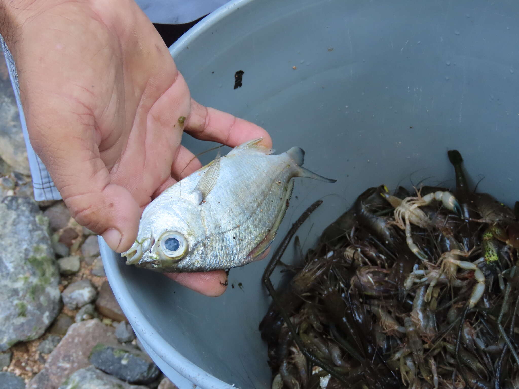 Image of Dark-spot mojarra