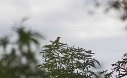 Image de Oriole de Bullock