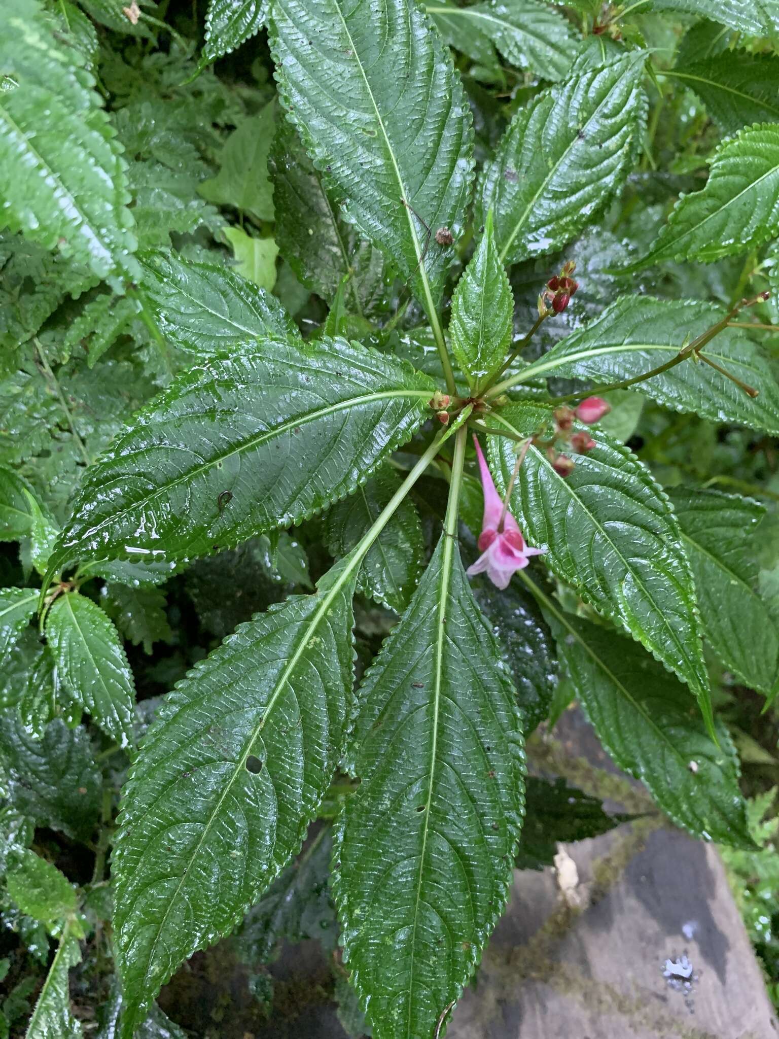 Image of Impatiens devolii T. C. Huang