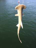 Image of Bonnethead Shark