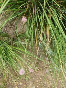 Image of Ebenus pinnata Aiton