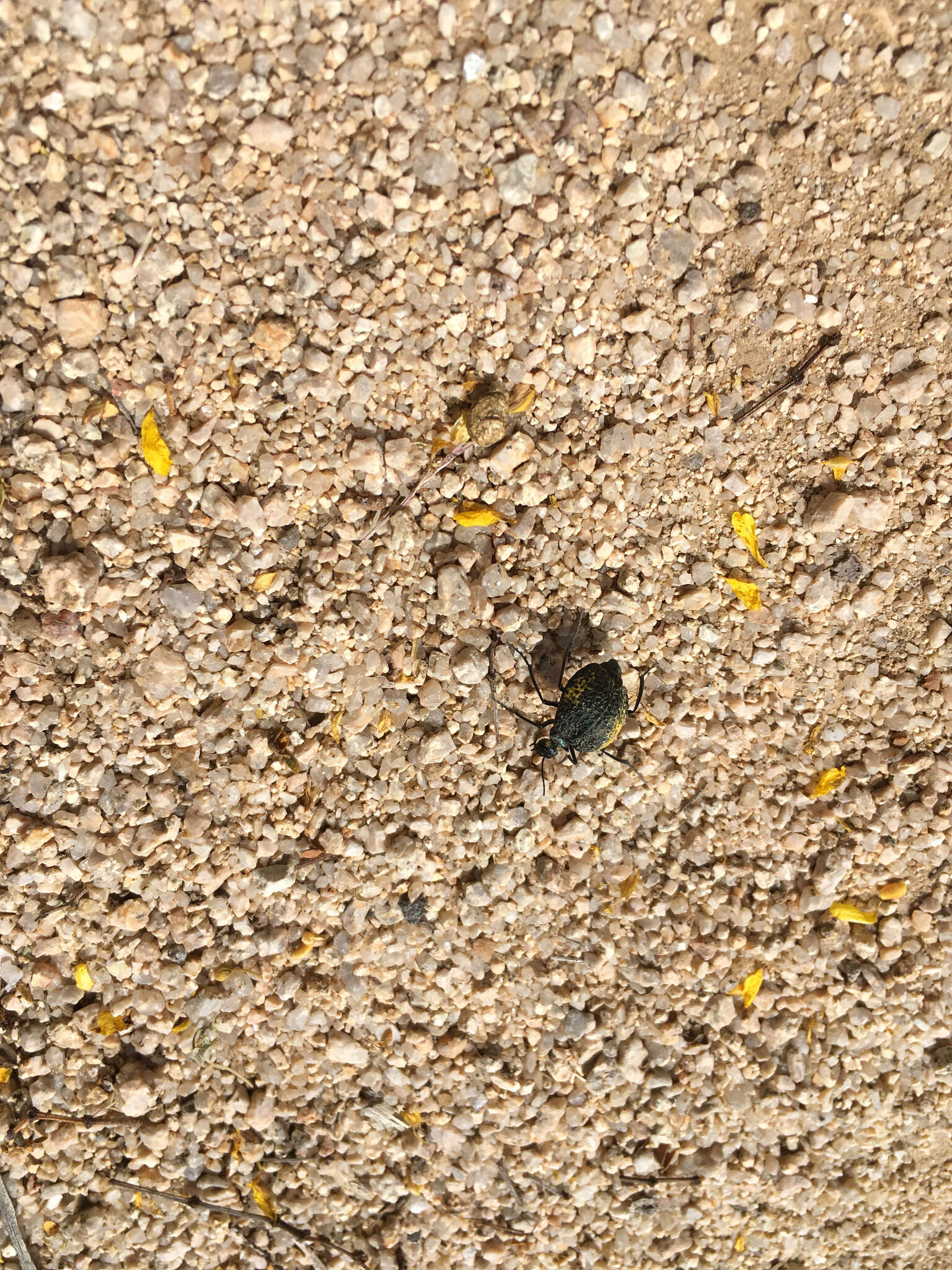 Image of Desert Spider Beetles