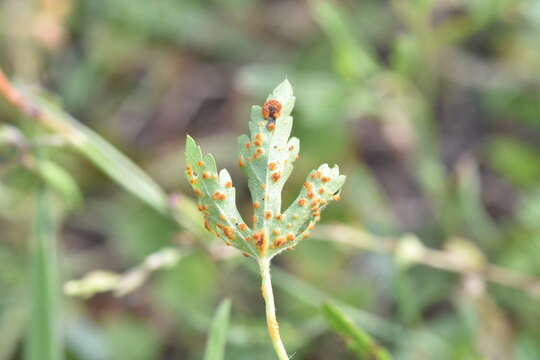 Image of Puccinia modiolae P. Syd. & Syd. 1903