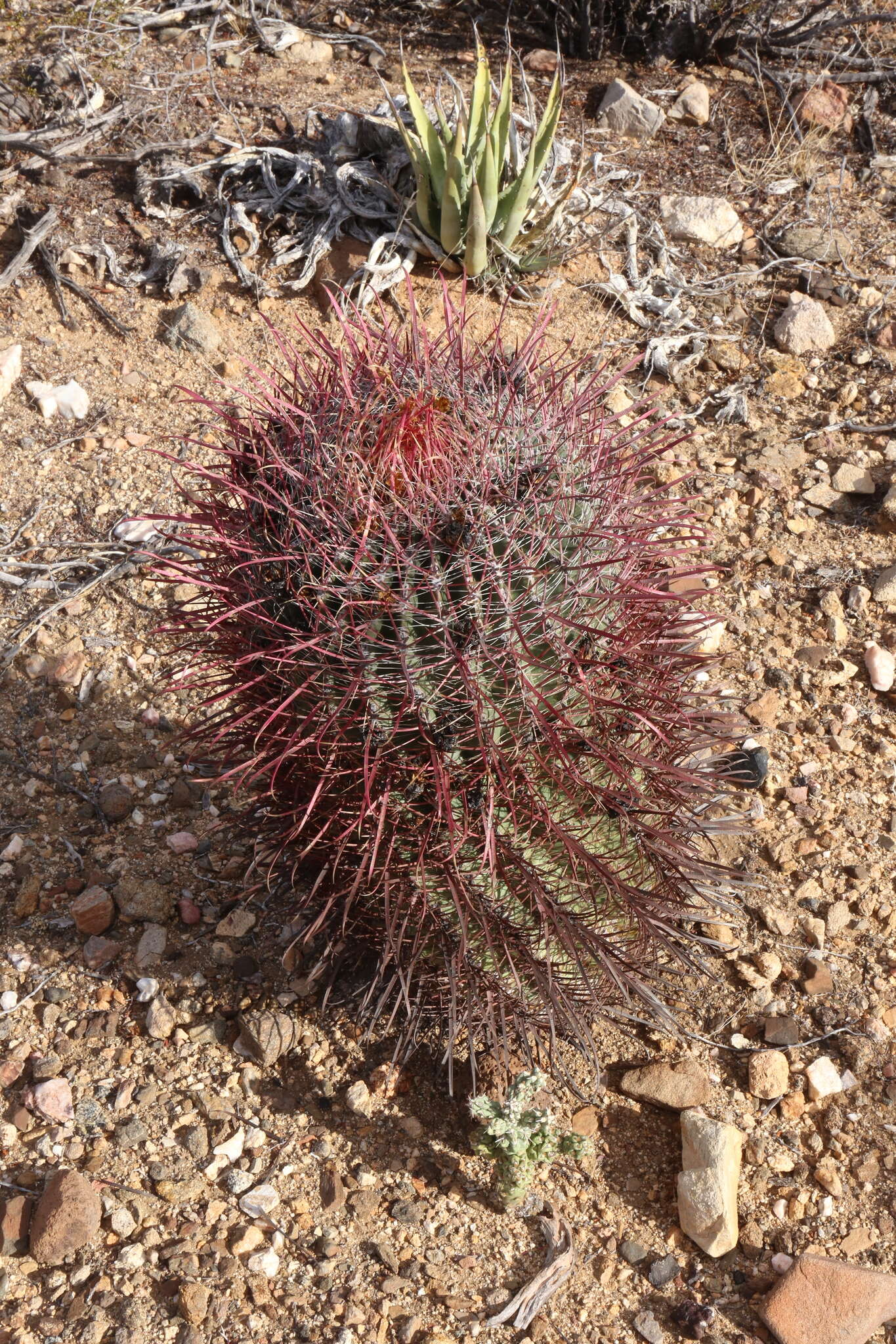 Image of Fire Barrel Cactus