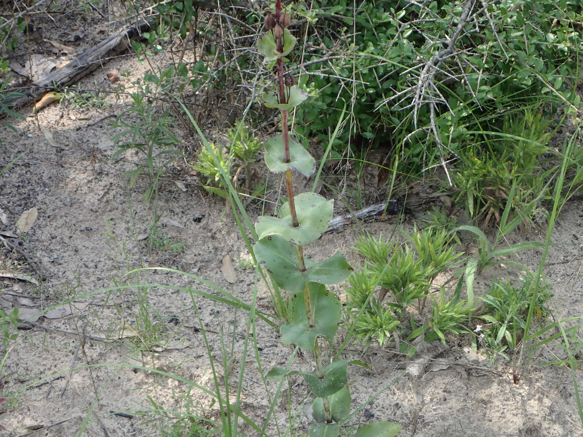 صورة Penstemon murrayanus Hook.