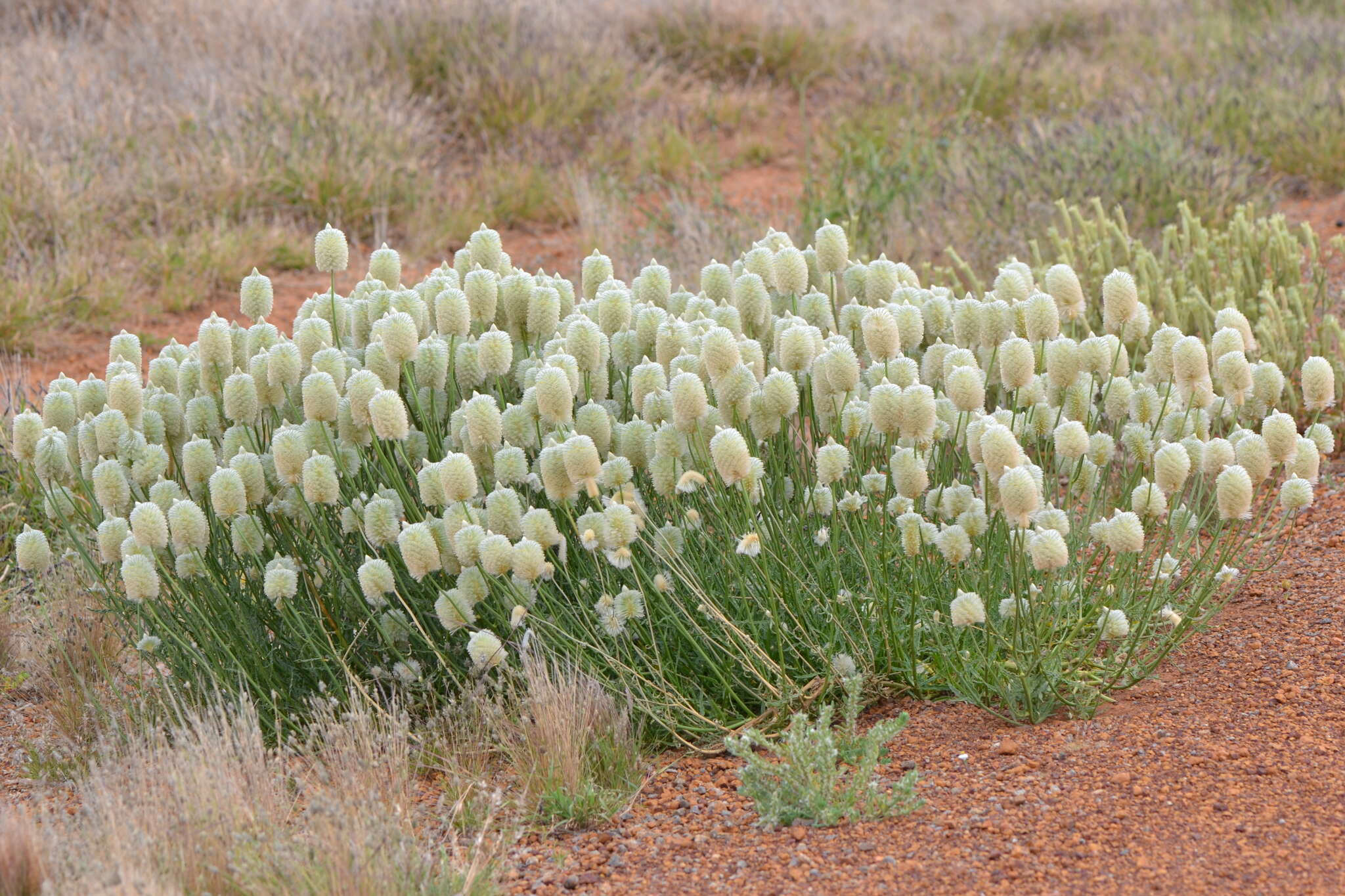 Ptilotus xerophilus的圖片