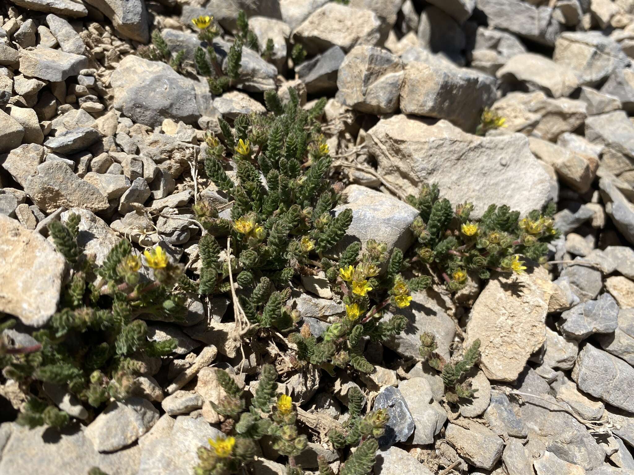 Image de Ivesia cryptocaulis (Clokey) Keck