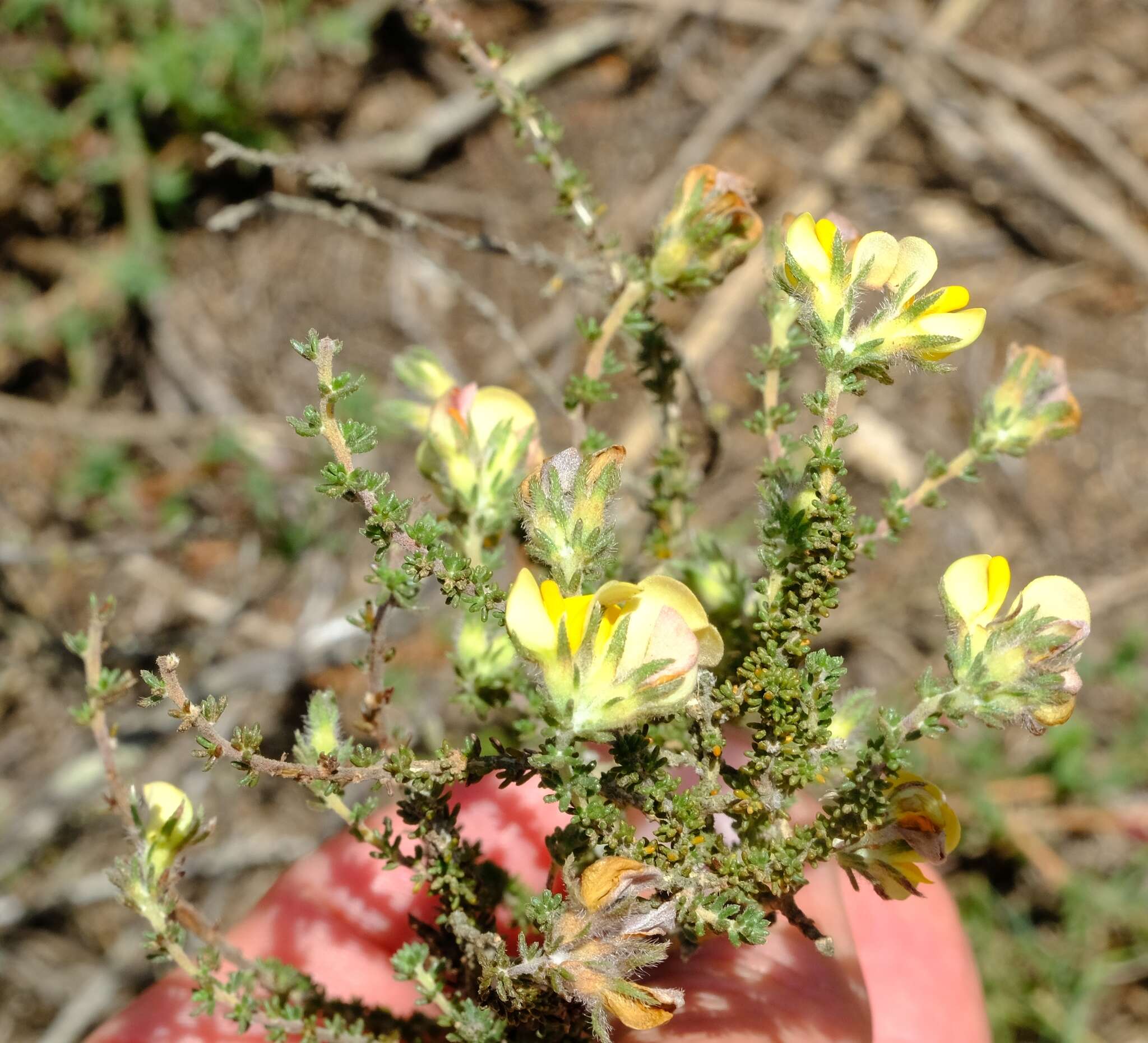 صورة Aspalathus millefolia R. Dahlgren