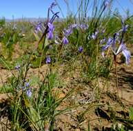 Image of Moraea amabilis Diels