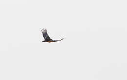 Image of Arabian Bustard