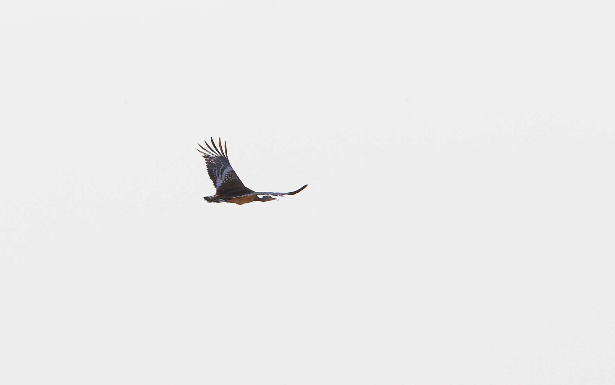 Image of Arabian Bustard