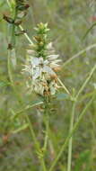 Image of Coutoubea spicata Aubl.