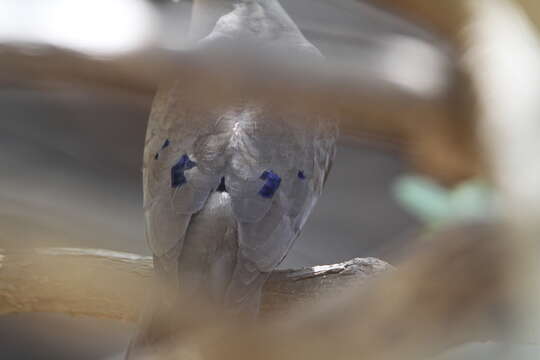 Image of Blue-spotted Dove