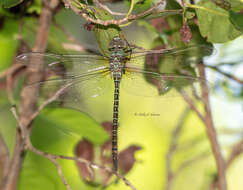 Imagem de Coryphaeschna viriditas Calvert 1952