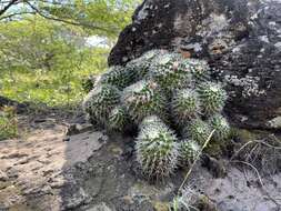 Image of Mammillaria knippeliana Quehl