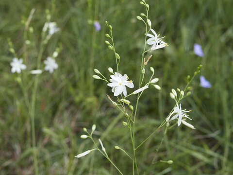 Image of Anthericum