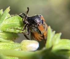 Image of Ripiphorus mutchleri Rivnay 1929