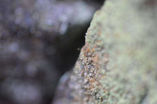 Image of sandwort microcalicium lichen