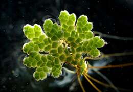 Image of Azolla rubra R. Br.