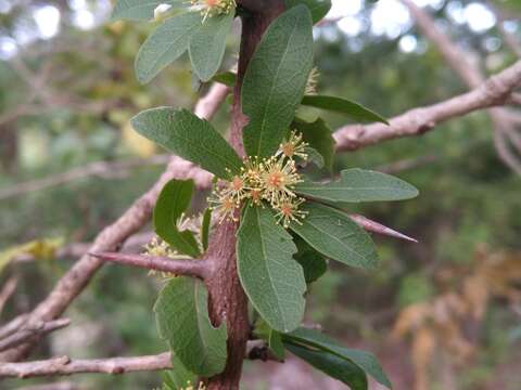 Image of <i>Xylosma cinerea</i>