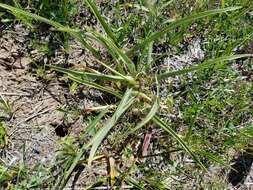 Image of Tharp's spiderwort