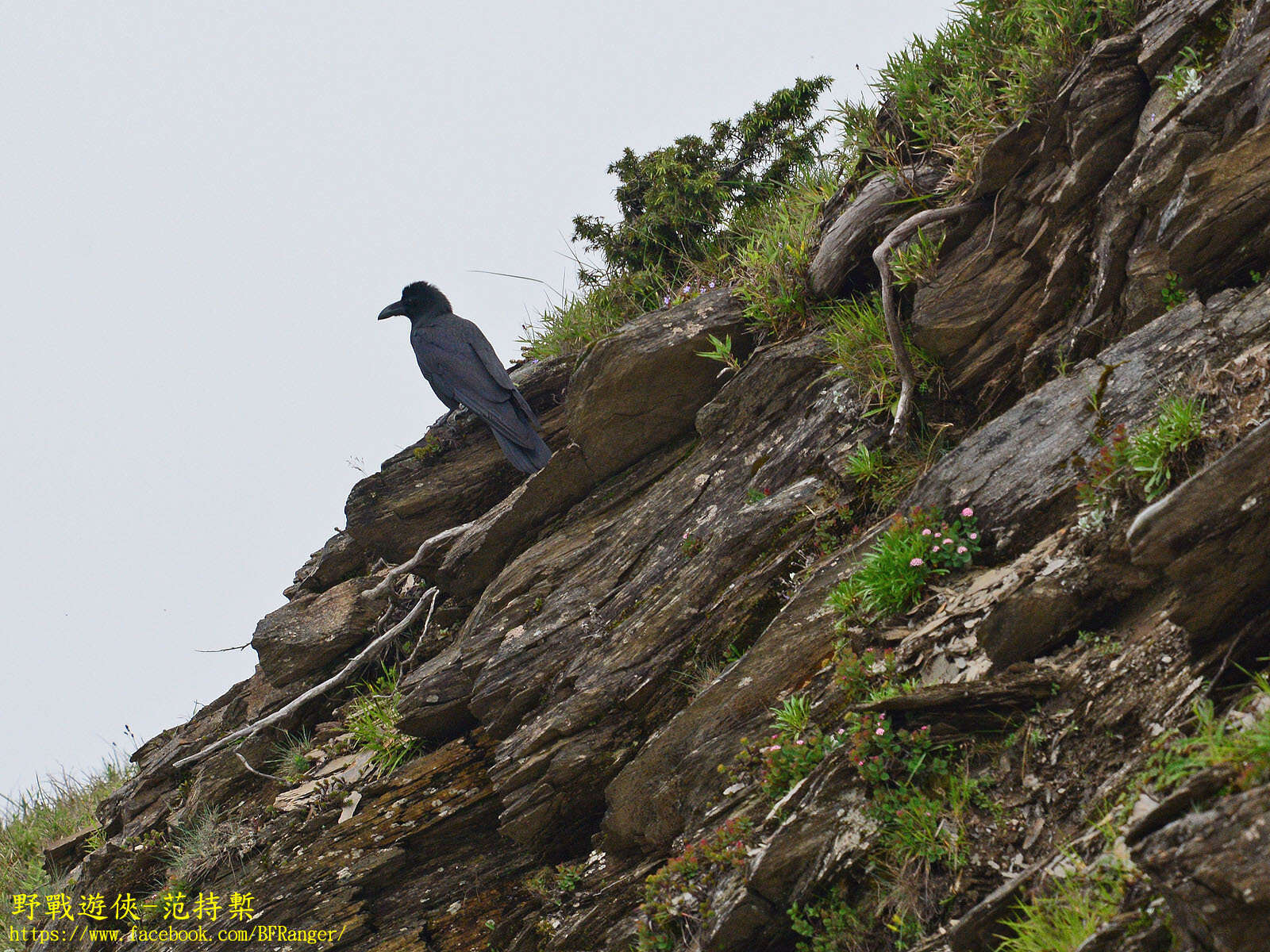 Imagem de Corvus macrorhynchos colonorum Swinhoe 1864