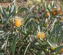 Image of Hakea cinerea R. Br.