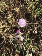 Image of valley checkerbloom