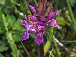 Image de Dactylorhiza lapponica (Laest. ex Hartm.) Soó