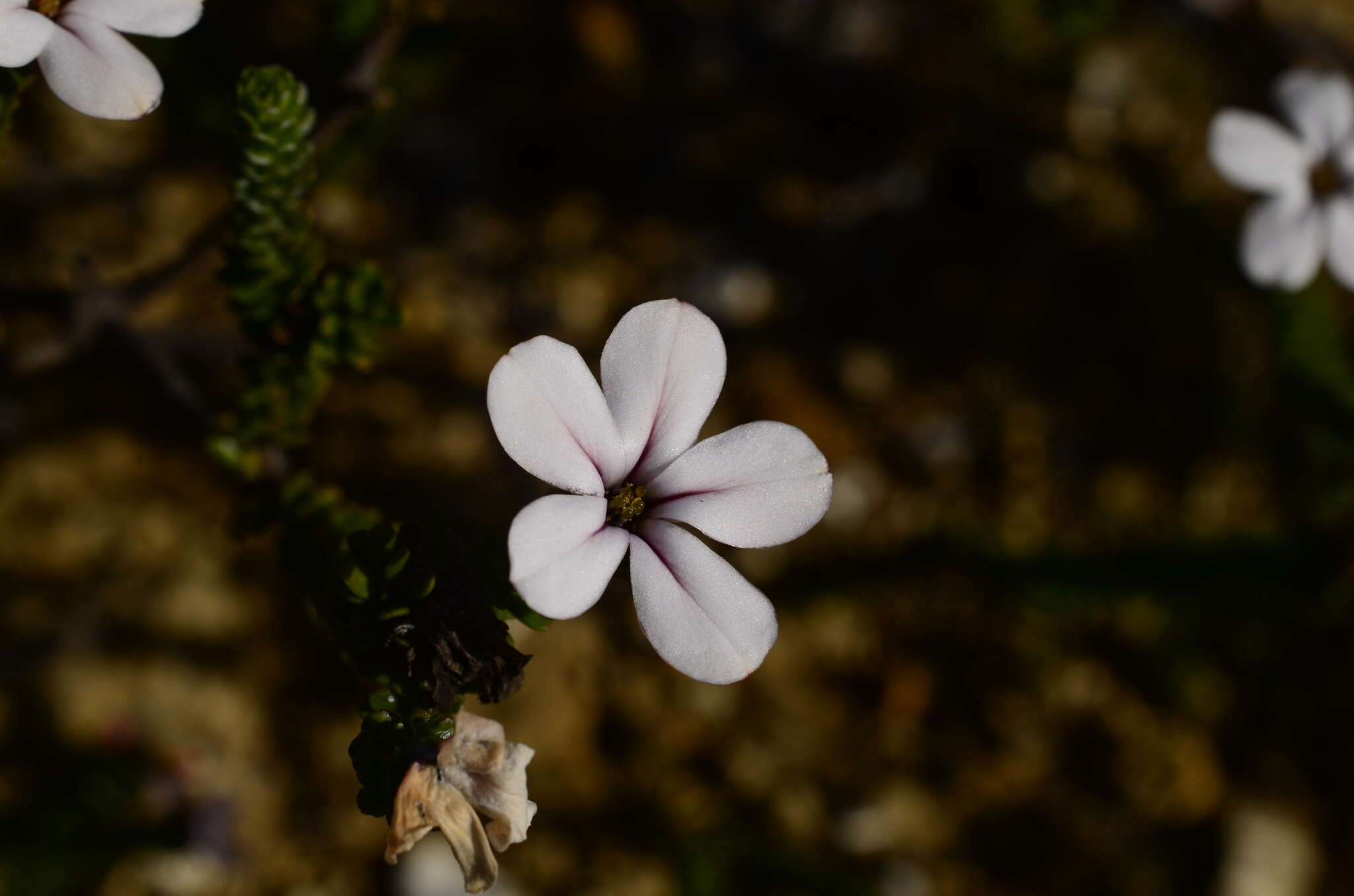 Image of Adenandra obtusata Sond.