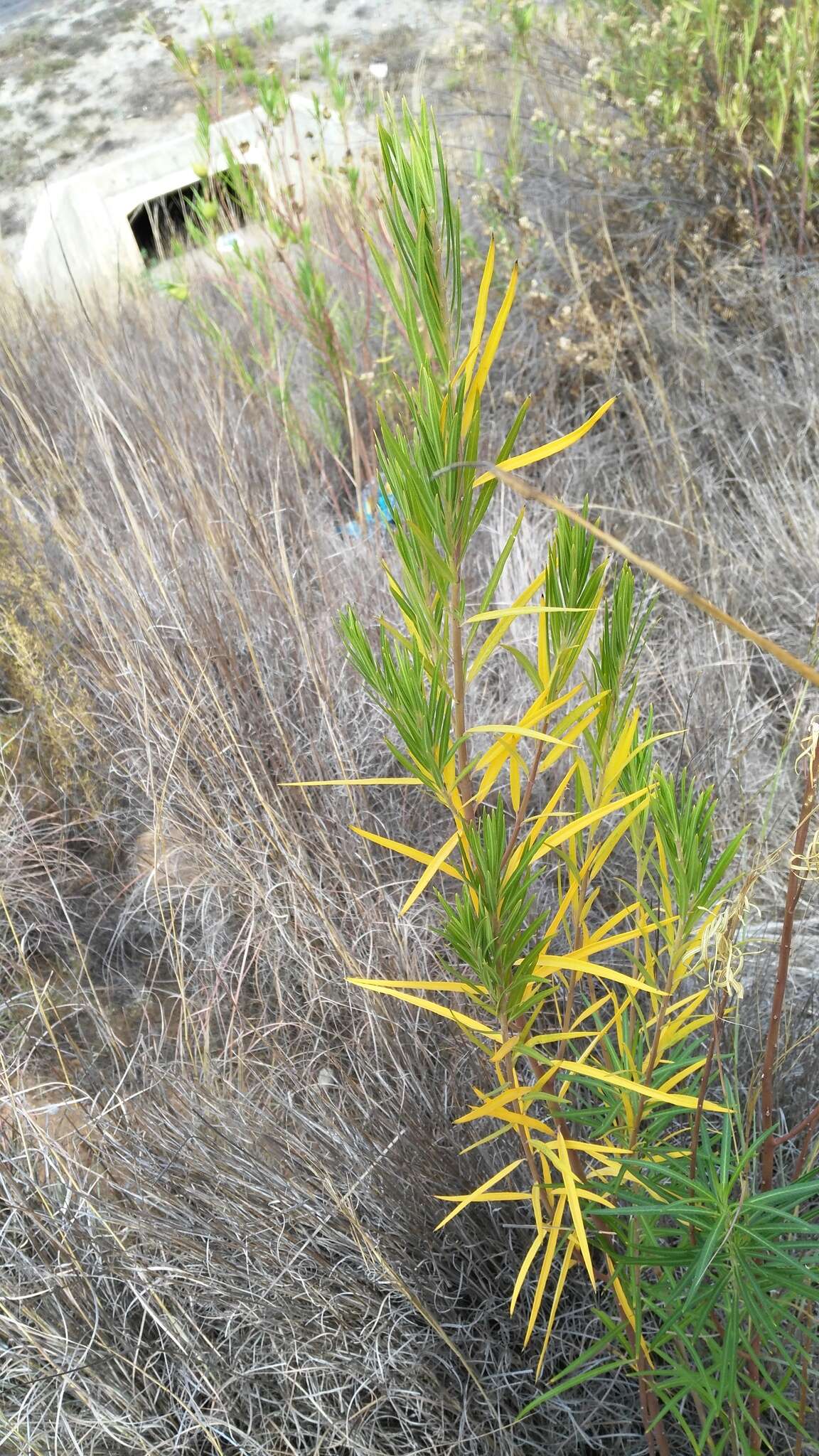 Слика од Gomphocarpus fruticosus subsp. fruticosus